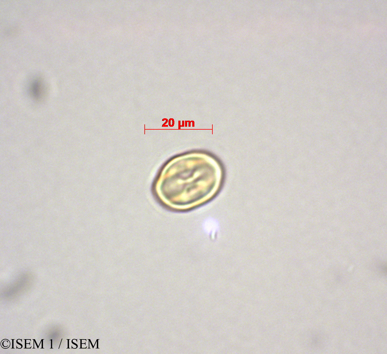 ISEM 1/Alchornea_iricurana_28006/Alchornea_iricurana_28006_0003(copy).jpg
